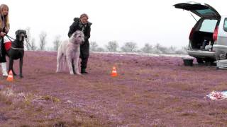 Coursing with Great Dane and Irish Wolfhound [upl. by Kathye406]