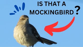 Two Easy Ways of Identifying a Mockingbird [upl. by Vocaay]