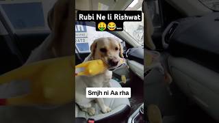 Rubi Ne Li Injection k Badle Rishwat 🤑 ll labra rubi ll doglover labrador youtubeshorts shorts [upl. by Llerrut]