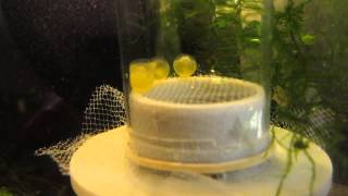 Clown pleco Panaqolus maccus eggs in homemade eggtumbler [upl. by Michaeu]