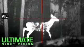 Using Thermal Imaging to See Antlers on White Tail Bucks [upl. by Sara]