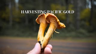 Chanterelle Mushroom Foraging PNW [upl. by Jard111]