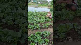 Pechay Harvesting DIY I Cabbage Harvest Guide Video I Pechay Growing in Garden Akie The Carpenter 1 [upl. by Yelime]