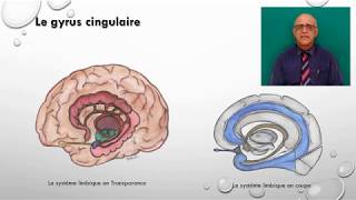 Le gyrus cingulaire [upl. by Leis291]