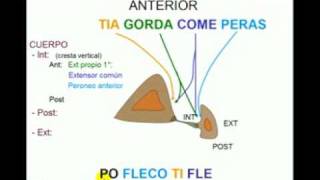 OSTEOLOGIA DE MIEMBRO INFERIOR 8 Diagnostico X [upl. by Doe]