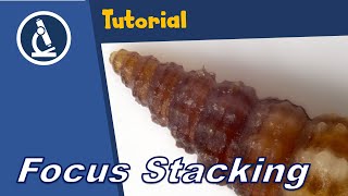 🔬 Quick Focus stacking image stacking tutorial for micrographs [upl. by Annad]