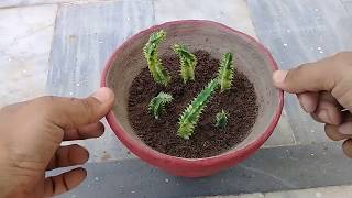 How to Grow Stapelia Variegata from Cutting  Starfish Flower  Complete Updates [upl. by Gudren]