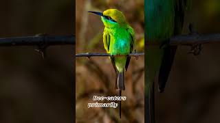 Amazing Facts About the BeeEater beeeater fascinatingfacts wildlife [upl. by Blackstock]