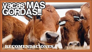 🔴 🐮ENGORDAR ganado RÁPIDO y BARATO [upl. by Grosvenor]