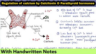 Calcitonin and Parathyroid hormone PTH  Regulation of Calcium ions in blood [upl. by Cruickshank]