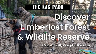 Discover Limberlost Forest amp Wildlife Reserve A DogFriendly Camping Paradise [upl. by Nrev307]