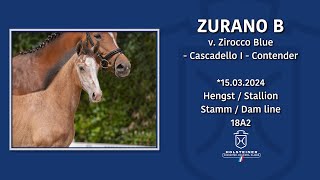 Foal AuctionFalsterbo Horse Show  Nr 10 Zurano B [upl. by Roseanne]