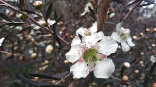 Basic Pruning Tips 9 How to uplift a shrub Crown lift [upl. by Dnartreb48]