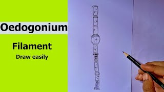 Oedogonium Green Algae  Oedogonium Filament  how to draw Oedogonium step by step  BSc BOTANY [upl. by Regan]