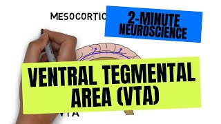 2Minute Neuroscience Ventral Tegmental Area VTA [upl. by Artema951]