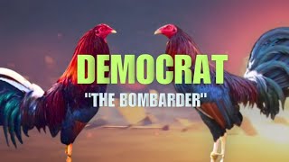 DEMOCRAT GAMEFOWL BLOODLINE Fighting Style and History [upl. by Adnilec]