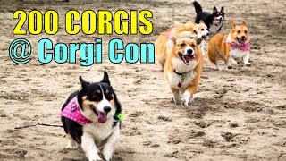 PLAYING W 200 CORGIS  CORGI CON  Life After College Ep 353 [upl. by Kovacs469]