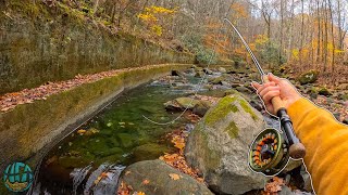 Fall Fly Fishing for BEAUTIFUL Wild Trout Rainbow Trout [upl. by Ahsap]