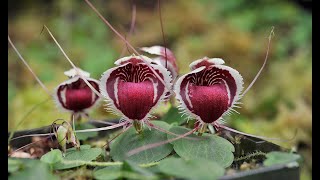 Plants in focus Corybas [upl. by Ynnel19]