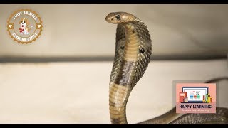 Indian Cobra Eating Rat  Cobra vs Rat [upl. by Redwine179]