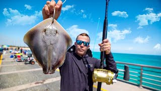 LIVE Stingray Catches Goliath Groupers JETTY GIANTS [upl. by Capp319]