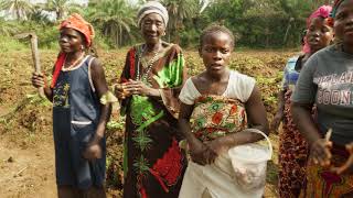 Orangefleshed sweet potato farmers in Sierra Leone [upl. by Noxaj805]