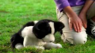 FurReal Friends Playful Pup Commercial [upl. by Ahsitam738]