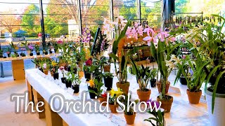 【4K Orchid】The Orchid Show 秋の洋らん展 2022 Autumn at Showa Memorial Park orchid orchids らん展 洋らん展 [upl. by Kotto]