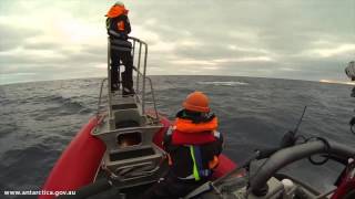 Australias successful Antarctic blue whale voyage [upl. by Mavra]