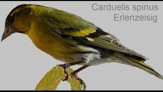 Meine Vögel 3  Erlenzeisig Carduelis spinus Werner Dippon [upl. by Nnylyahs]