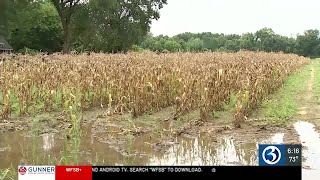 CT farmers have seen major changes in corn harvest compared to last year [upl. by Miguela245]