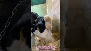 Asya ineğimiz 🐮❤️animals turkey inekbakımı inek youtubevideo2024 youtube shortvideo shorts [upl. by Kotz972]