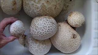 Processing foraged Giant Puffball Mushrooms 922022 [upl. by Anatlus998]