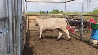 Bred Charolais Heifer 71992  Cattle for sale [upl. by Ashraf]