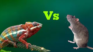 Oviparous Vs Viviparous [upl. by Suzi]