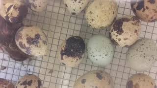 Coturnix Quail Egg Hatching  Live Timelapse [upl. by Abra]