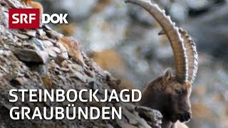 Steinbockjagd in Graubünden  Herr Jäger und sein Bock  Reportage  SRF [upl. by Neela]