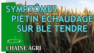 Symptômes du piétin échaudage sur blé tendre [upl. by Ignatia]