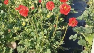 Best Perennials  Geum Blazing Sunset Avens [upl. by Thapa]