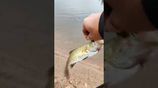 first tiktok at reservoir fishing for smallies fishing bassfishing catskillmountains [upl. by Kram]