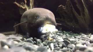 Lepidosiren Paradoxa eating snails 18 Inches Two years old [upl. by Nosnah513]