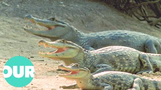 Crocodiles The Living Dinosaurs  The Reptiles  Our World [upl. by Nade]