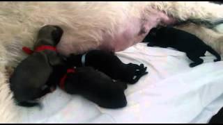 Irish Wolfhound Puppies 1 day old [upl. by Fatimah66]