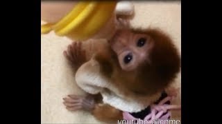 The video was taken at Pocket monkey Huahua was more than one month old [upl. by Delisle255]