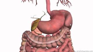 Anatomie du Cœur en 3D Cavités Valves et Plus Encore [upl. by Lipp]