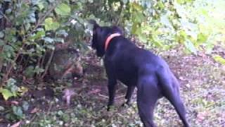 Patterdale terrier Hooligan cornered a groundhog [upl. by Matthew]