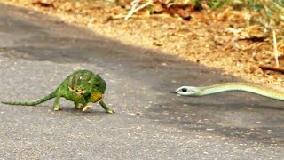 Boomslang Snake Kills a Chameleon Quickly amp Swiftly [upl. by Arised]