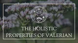 The Holistic Properties of Valerian [upl. by Simdars]