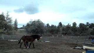 Super mule training video 2 [upl. by Akoyn]