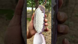 Enjoy Sweet Chocolate Vine Akebia Quinata Fruit 🍇 fruit shorts [upl. by Yesnik]